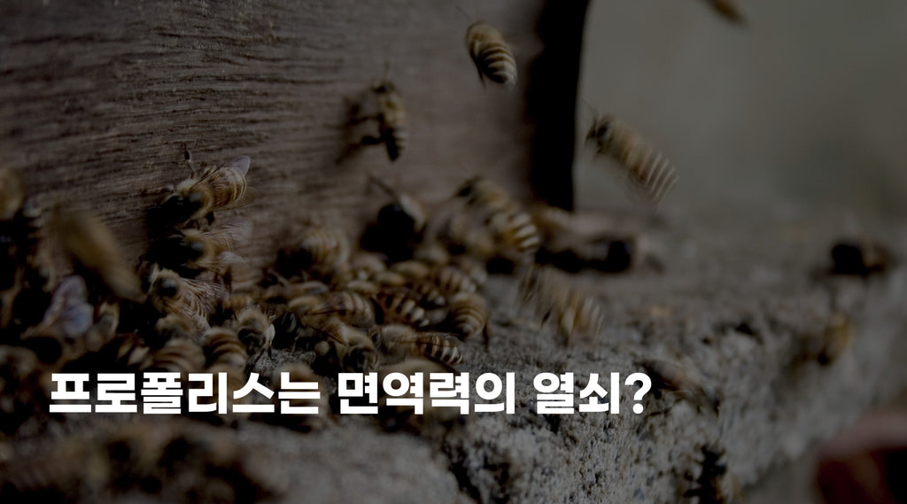수세기에 걸쳐 내려온 프로폴리스의 효능, 면역력의 열쇠?