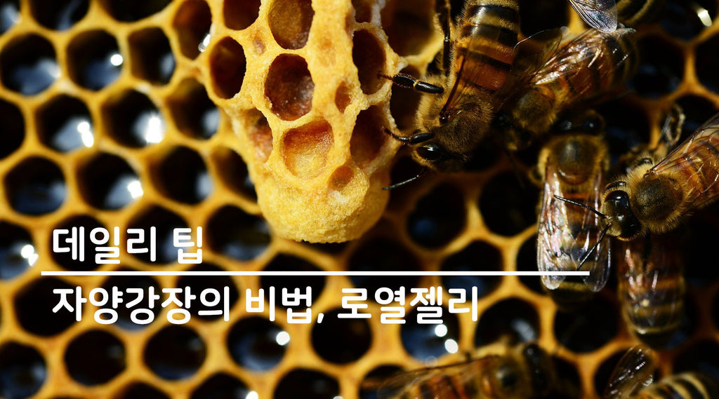 고대부터 전해 내려오는 건강비법, 로얄젤리의 경이로운 효능을 발견하세요