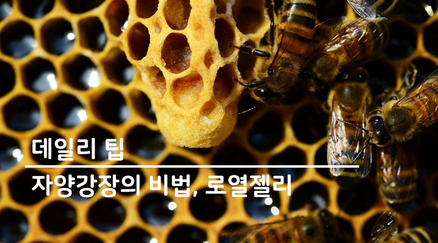 고대부터 전해 내려오는 건강비법, 로얄젤리의 경이로운 효능을 발견하세요