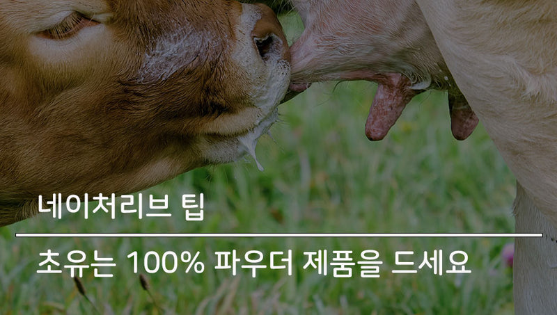 면역력에 도움을 줄 수 있는 초유 효능의 비밀